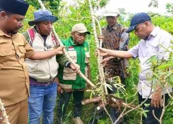 Wakil Walikota Tual Tinjau Potensi Pertanian di Pulau-pulau Kur, Dorong Penguatan Lumbung Pangan