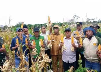 Wujudkan Ketahanan Pangan, Wakil Walikota Tual Pimpin Panen Raya Jagung di Pulau Kur