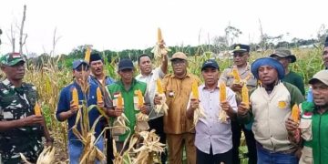 Wujudkan Ketahanan Pangan, Wakil Walikota Tual Pimpin Panen Raya Jagung di Pulau Kur