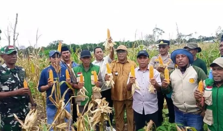 Wujudkan Ketahanan Pangan, Wakil Walikota Tual Pimpin Panen Raya Jagung di Pulau Kur