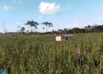 Potensi Melimpah, Warga Kur Undang Pemkot Tual Panen Raya Jagung di Desa Finua Tubyal