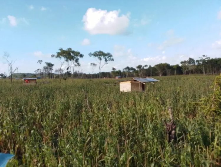 Potensi Melimpah, Warga Kur Undang Pemkot Tual Panen Raya Jagung di Desa Finua Tubyal